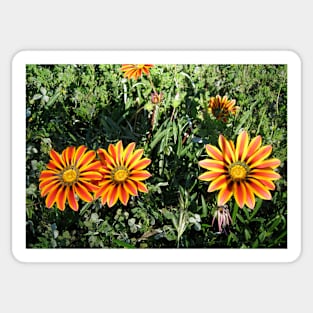 Gazania 6 Sticker